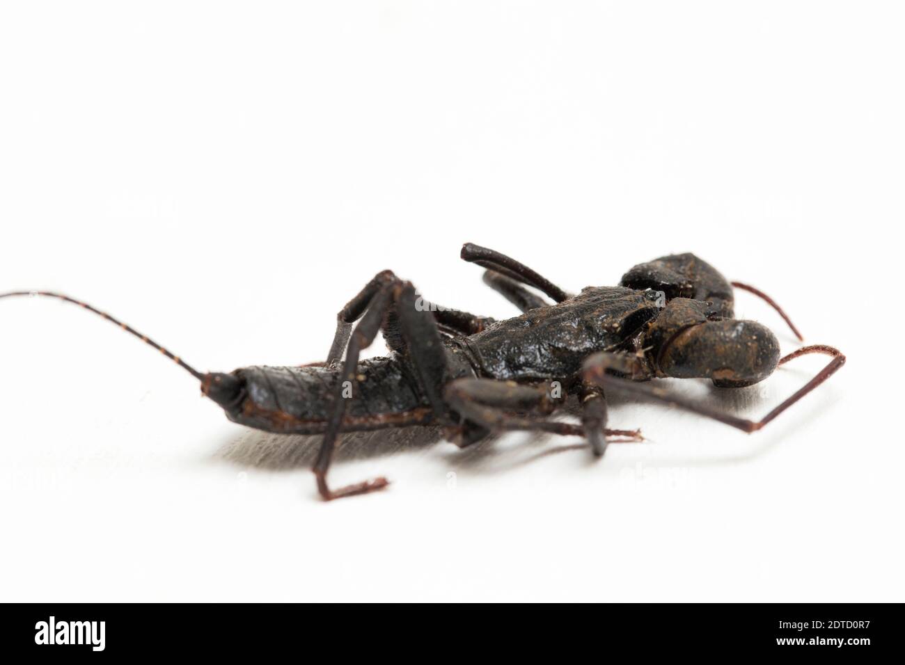 Nahaufnahme von Whip scorpion oder vinegarroon (Mastigoproctus giganteus) auf weißem Hintergrund Stockfoto