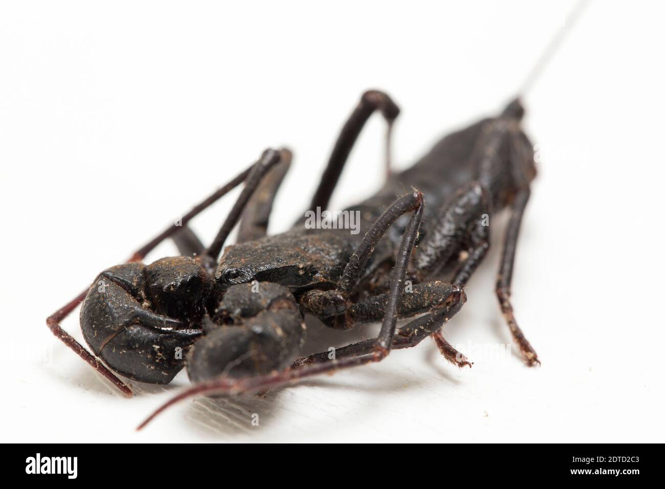 Nahaufnahme von Whip scorpion oder vinegarroon (Mastigoproctus giganteus) auf weißem Hintergrund Stockfoto