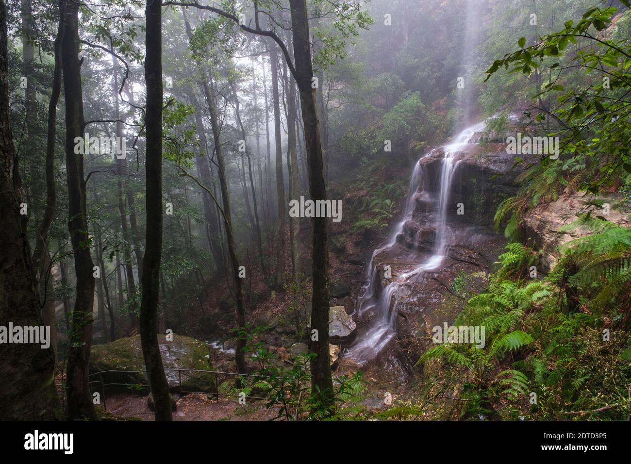 Australien, New South Whales, Katoomba, Misty Regenwald mit Wasserfall im Blue Mountains National Park Stockfoto