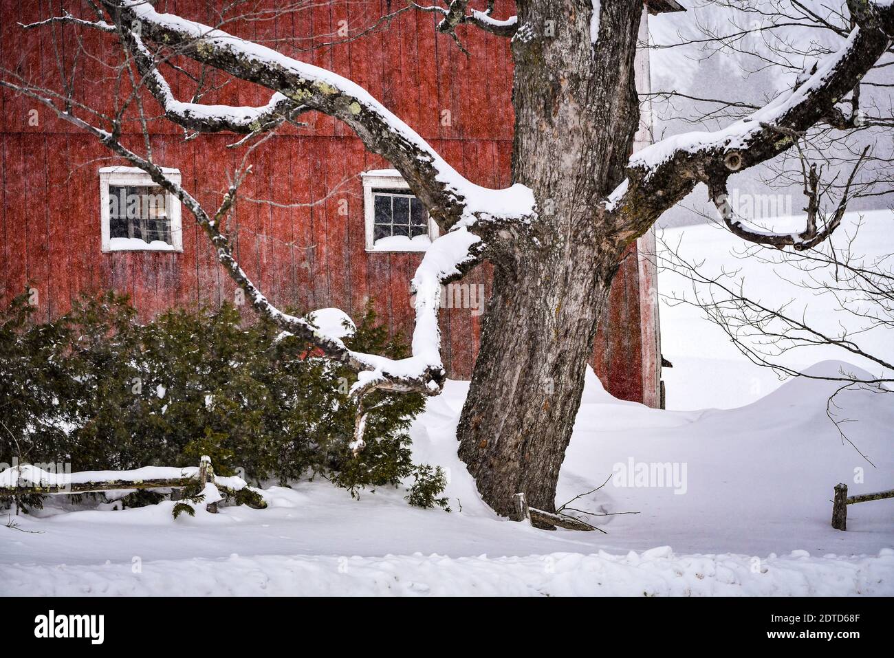 Neuschnee fällt auf eine rote Scheune und winterliche Farmszene in Craftsbury, VT, New England, USA. Stockfoto