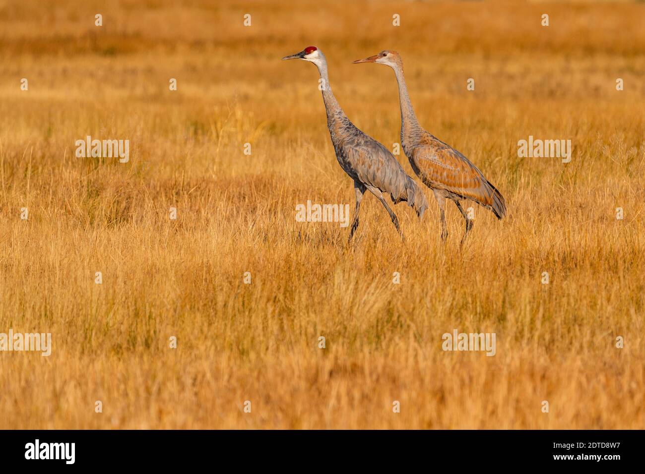 USA, Idaho, Bellevue, Sandhill Cranes (Antigone canadensis) Wandern im Gras Stockfoto