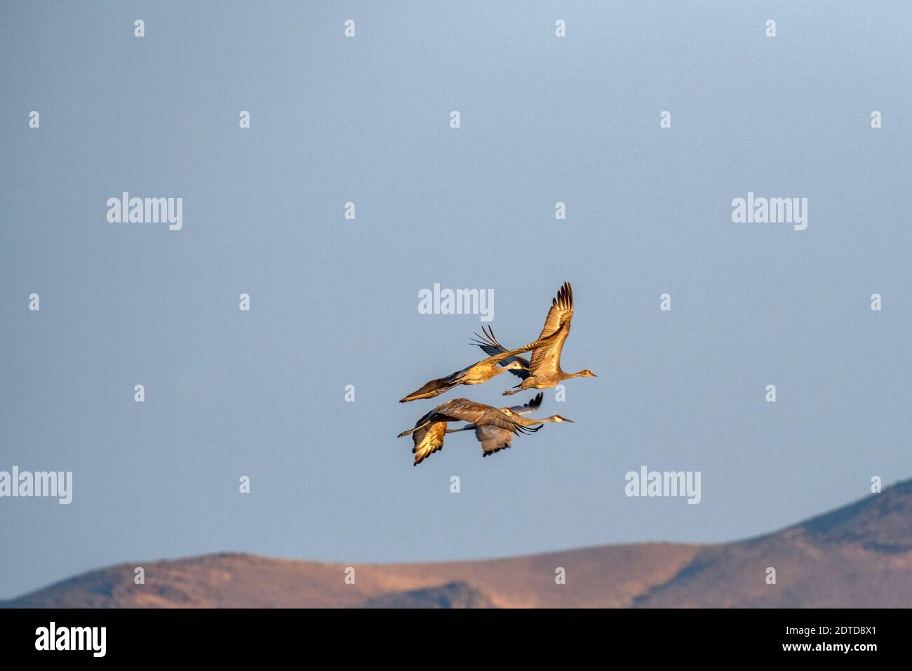 USA, Idaho, Bellevue, Sandhill Crane (Antigone canadensis) im Flug Stockfoto