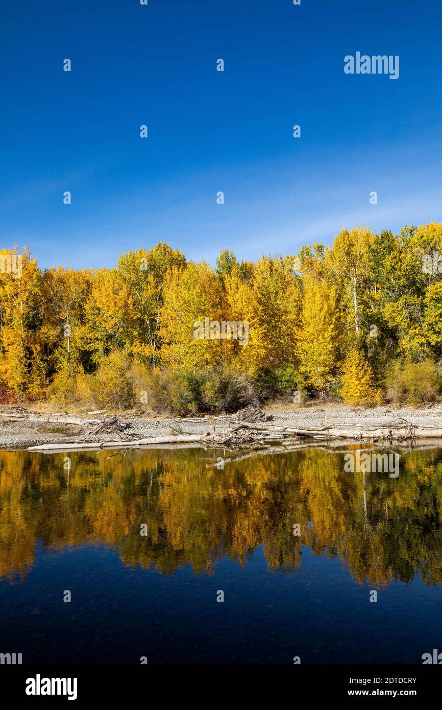 USA, Idaho, Sun Valley, Gelbe Herbstbäume im Wald spiegeln sich im Fluss Stockfoto