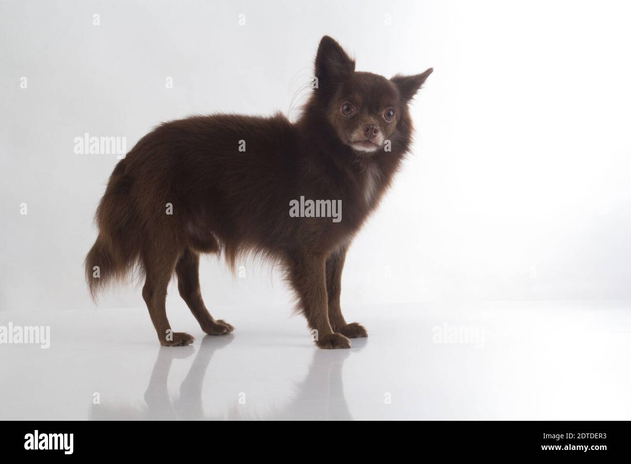 Cute dunkelbraun chihuahua Hund auf weißem Hintergrund stehen Stockfoto