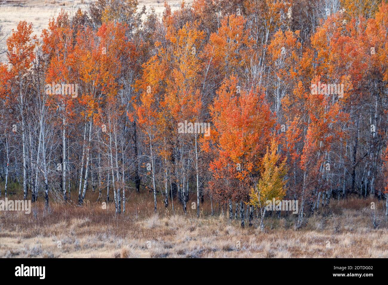 USA, Idaho, Sun Valley, bunte Bäume im Wald im Herbst Stockfoto