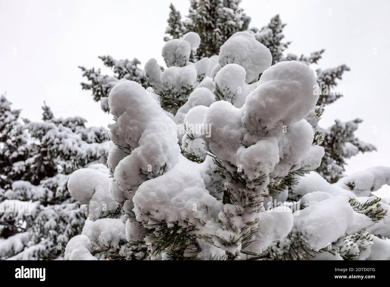 Kiefern bedeckt im Winterschnee Stockfoto