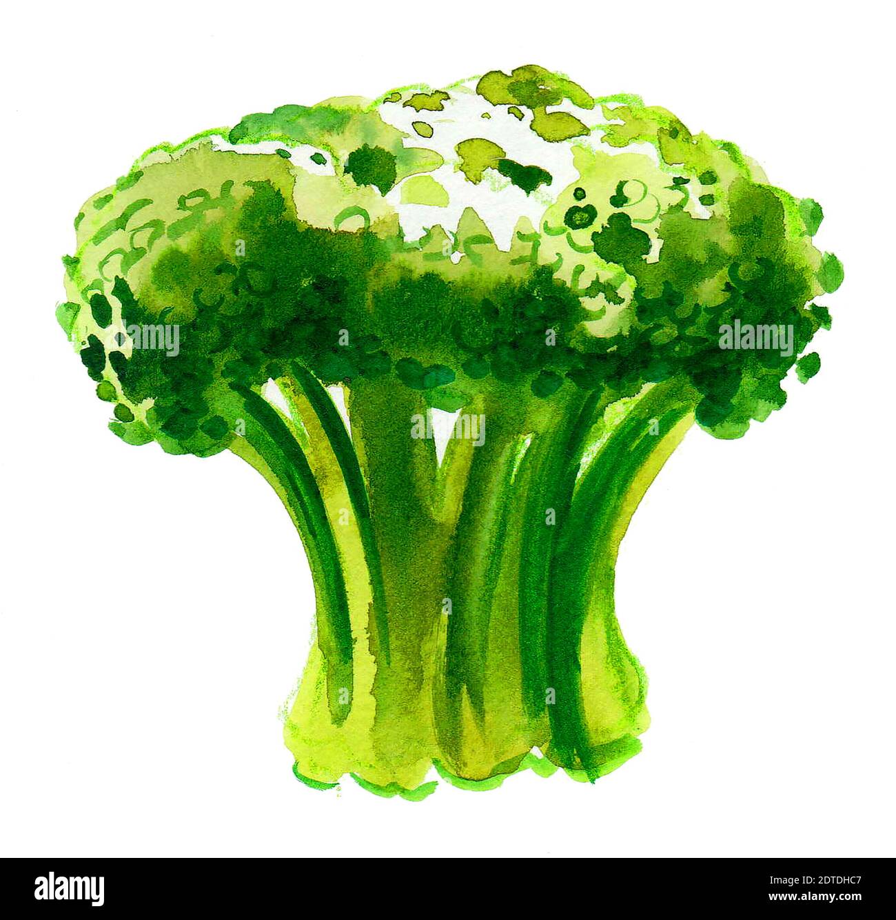 Bund grüner Brokkoli. Aquarellmalerei Stockfoto
