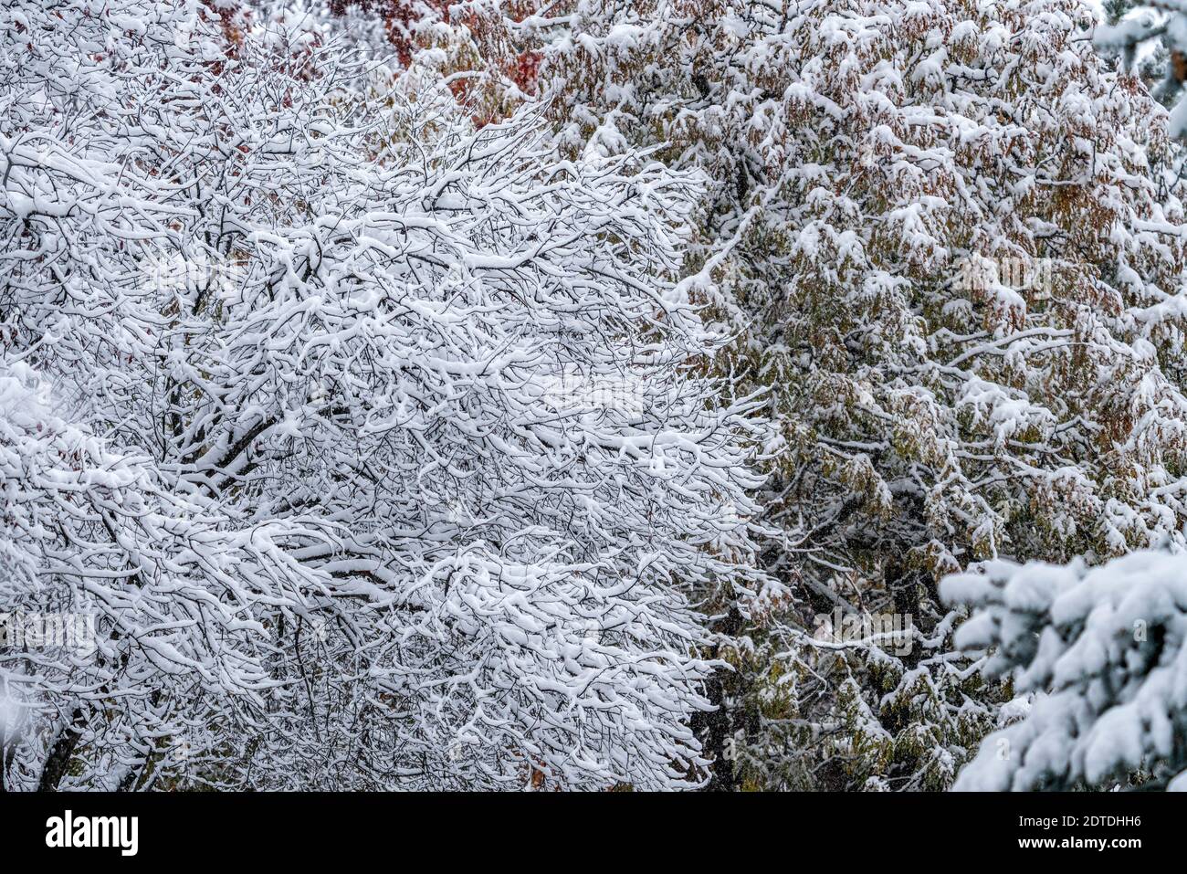 Bäume im Wald mit Winterschnee bedeckt Stockfoto