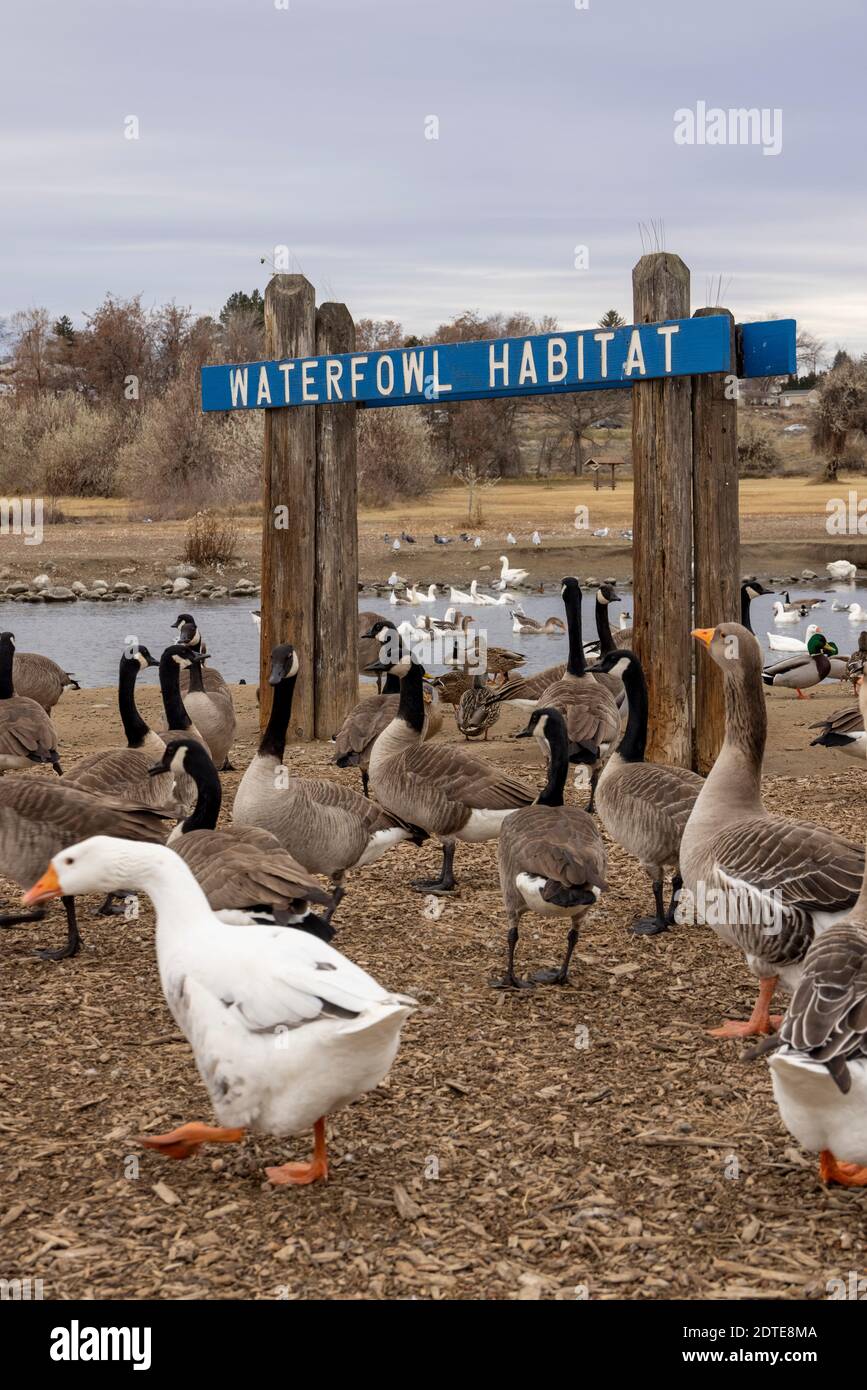 Waterfowl Habitat, Columbia Park, Kennewick, Washington State, USA Stockfoto