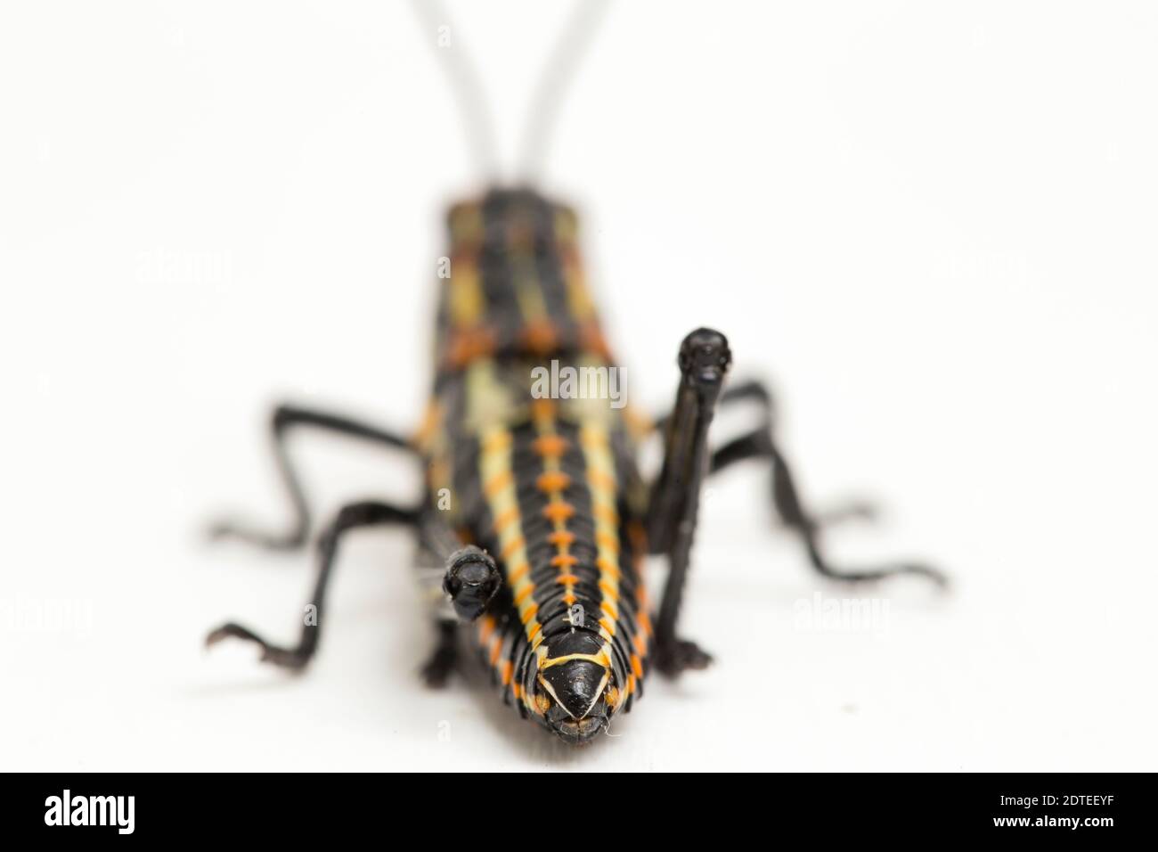 Nördliche Heuschrecke (Aularches miliaris) isoliert auf weißem Hintergrund Stockfoto