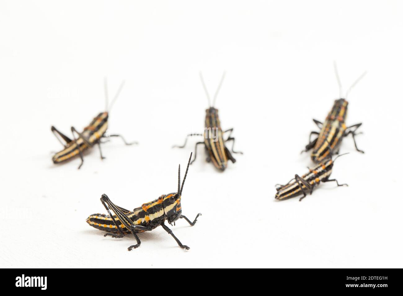 Nördliche Heuschrecke (Aularches miliaris) isoliert auf weißem Hintergrund Stockfoto