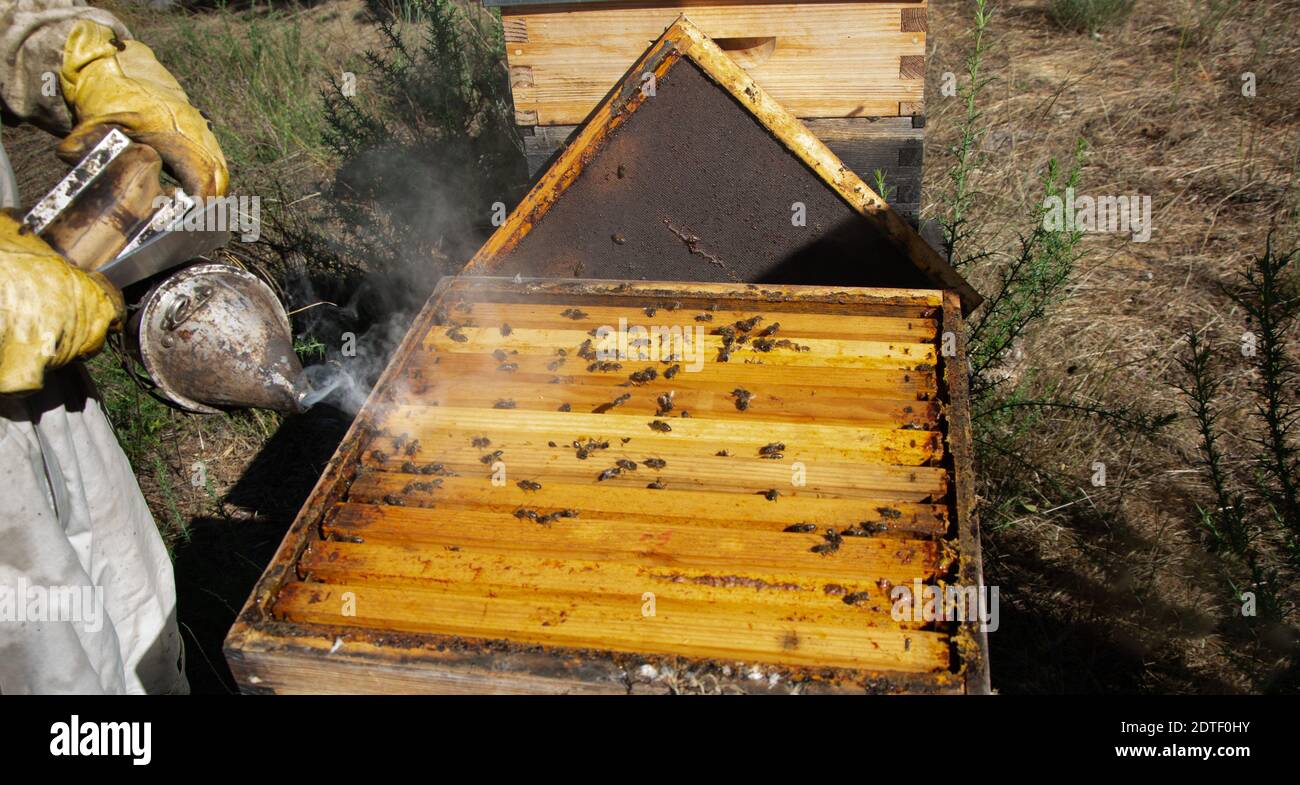 Honeycomb mit Bienen wird aus dem Bienenstock von apiarist, mit Raucher, Bienenzucht Grundausstattung Stockfoto