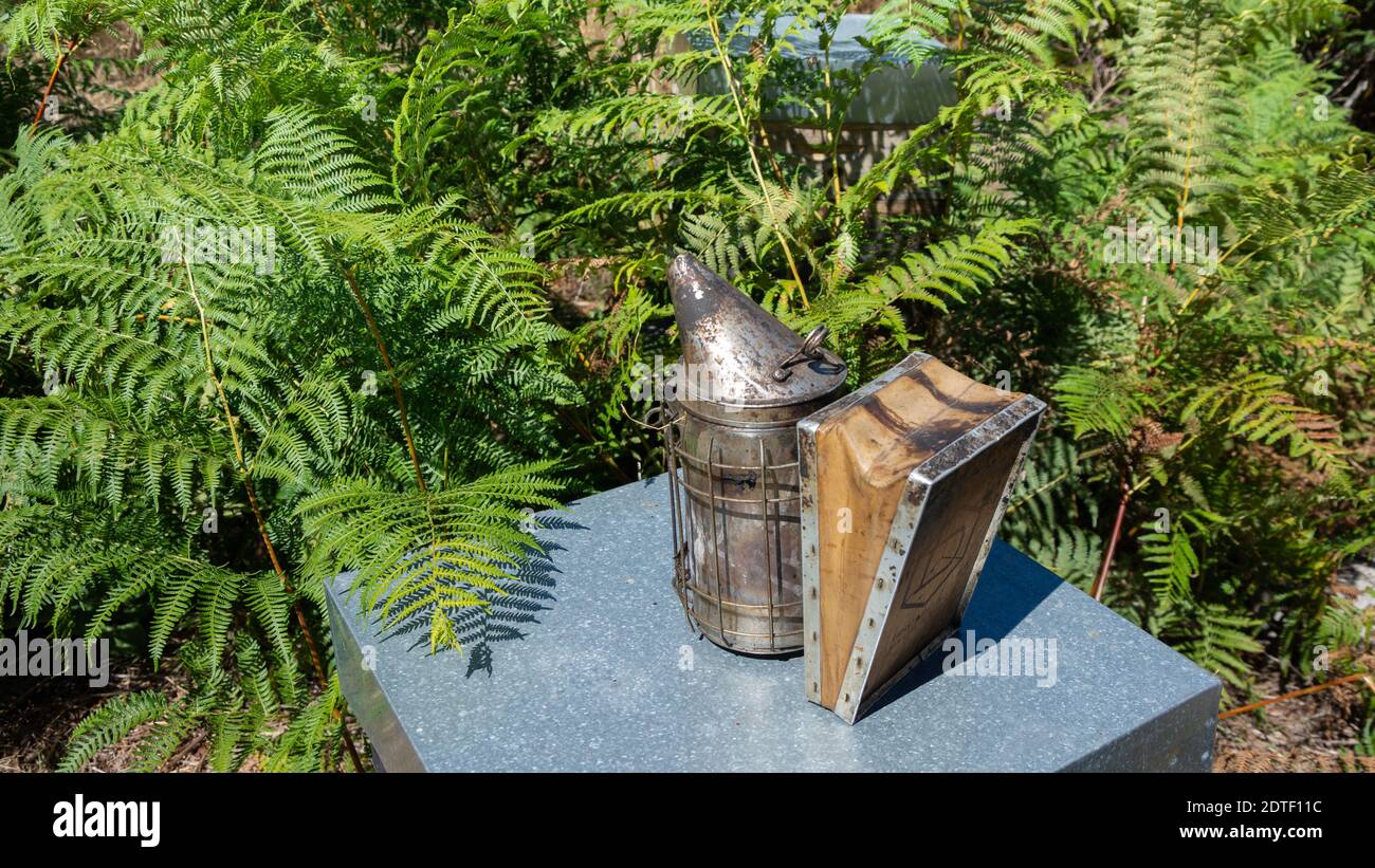 Honeycomb mit Bienen wird aus dem Bienenstock von apiarist, mit Raucher, Bienenzucht Grundausstattung Stockfoto
