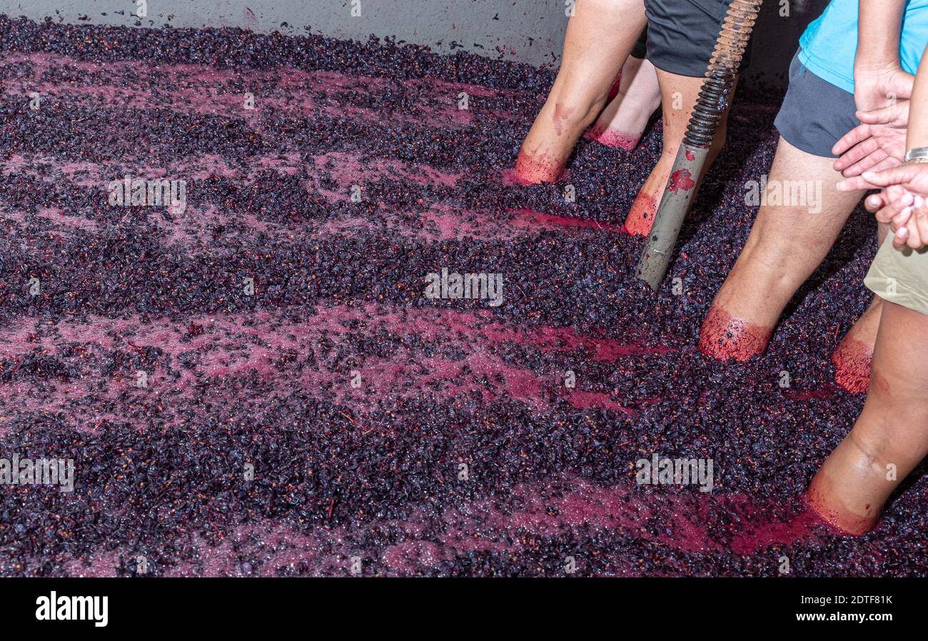 Bauern, die auf Trauben gehen, Weinalterungsprozess Stockfoto