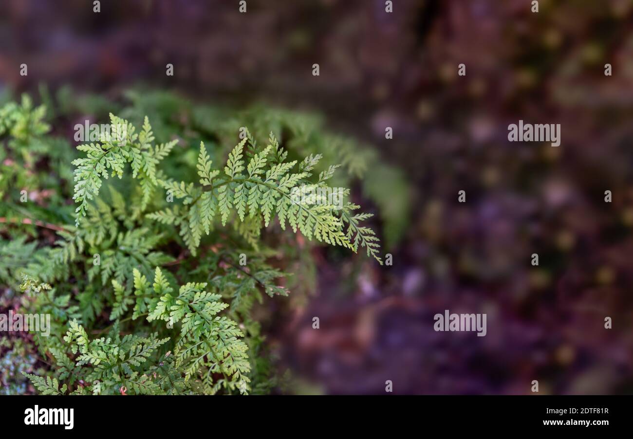 Grüne Pflanze mit braunem Hintergrund für Postkarte oder Tapete Stockfoto