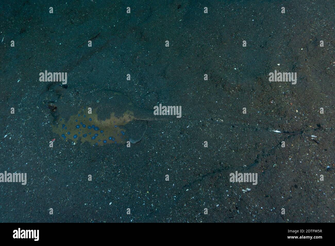 Ein Blue Spotted Stingray liegt auf dem sandigen Meeresgrund Von Bali (indonesien) Stockfoto
