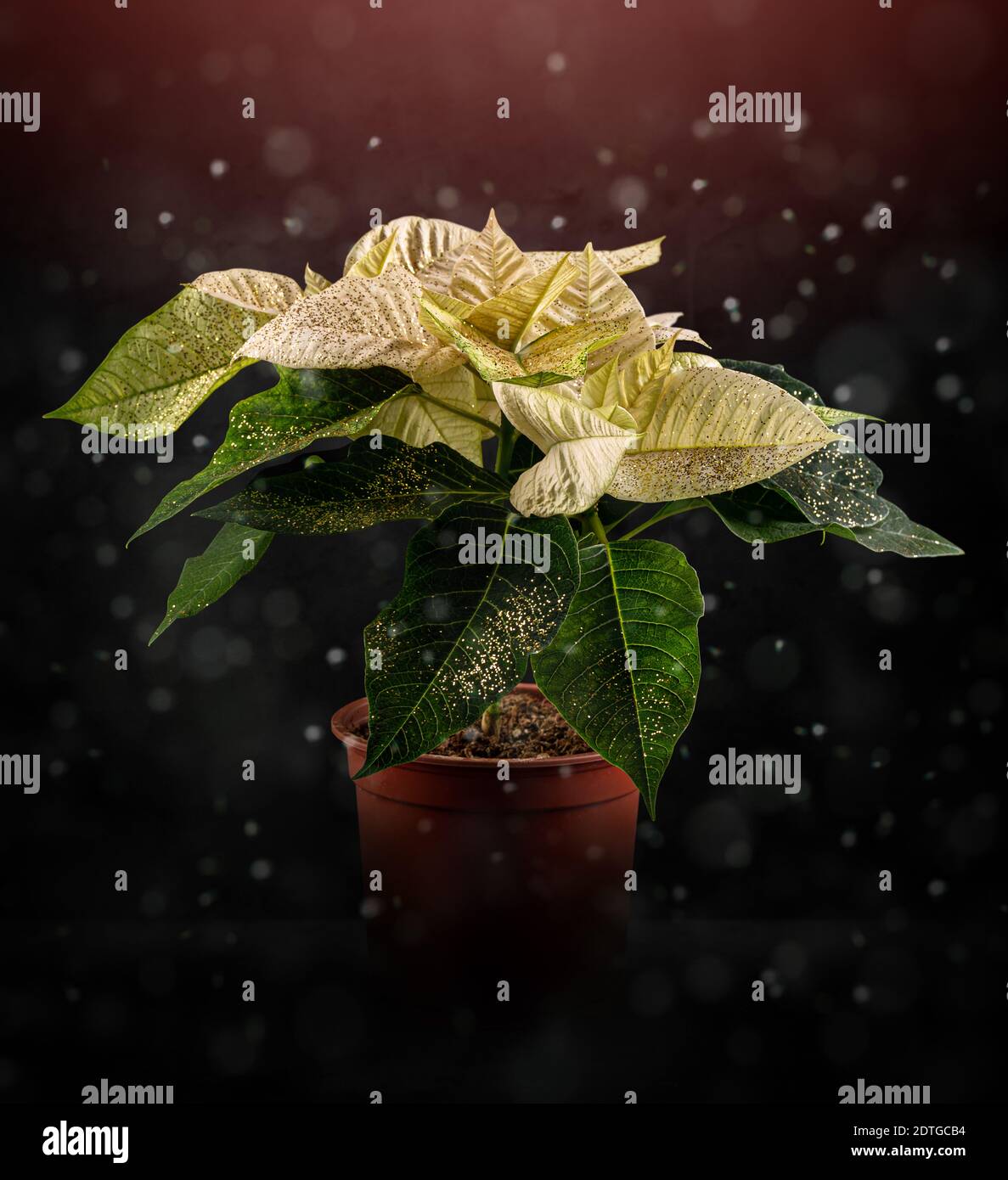 Weiße Weihnachtssterne. Weihnachten traditionelle Blume auf magischen Hintergrund Stockfoto