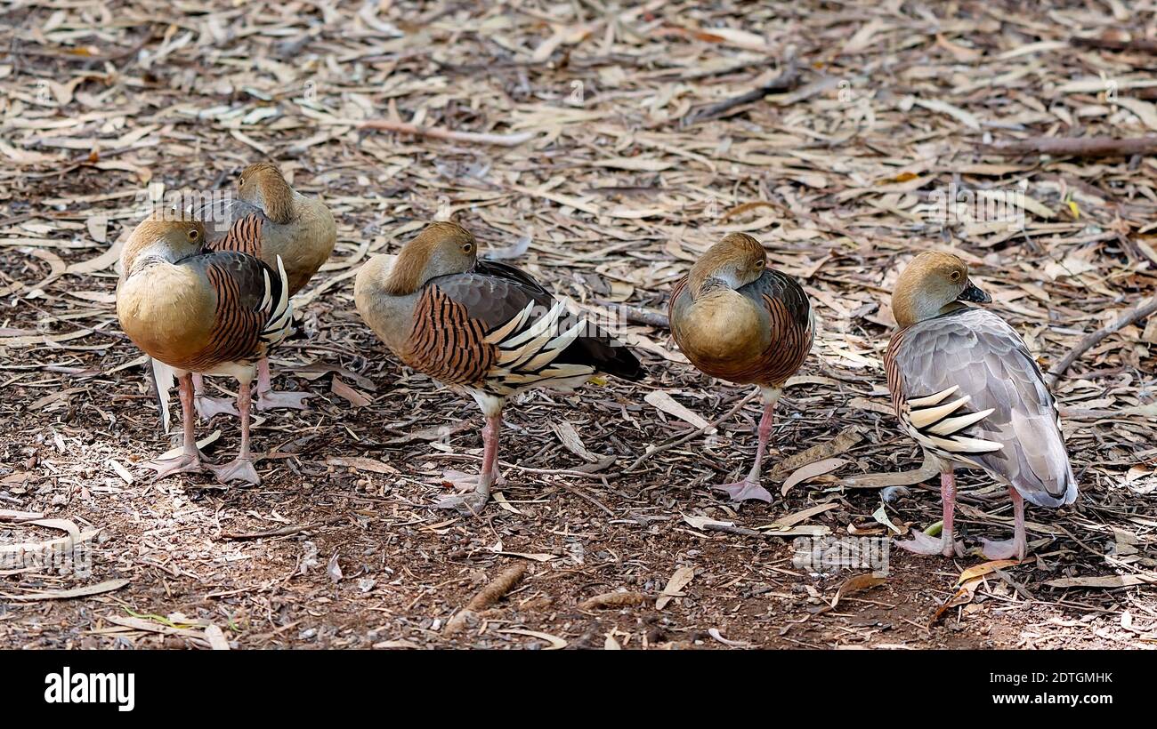 Fünf Enten mit Kopf stecken in ihre Flügel, während sie Ruhen Sie sich an einem heißen Sommertag im Schatten aus Stockfoto