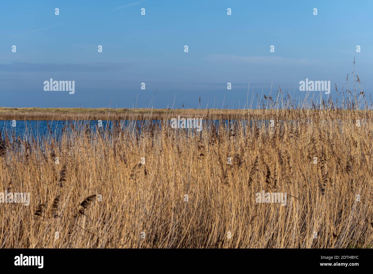 Trockenes langes Gras in einem sandigen Naturschutzgebiet. Blauer Himmel und Meer im Hintergrund. Bild aus Falsterbo, Landkreis Scania, Südschweden Stockfoto