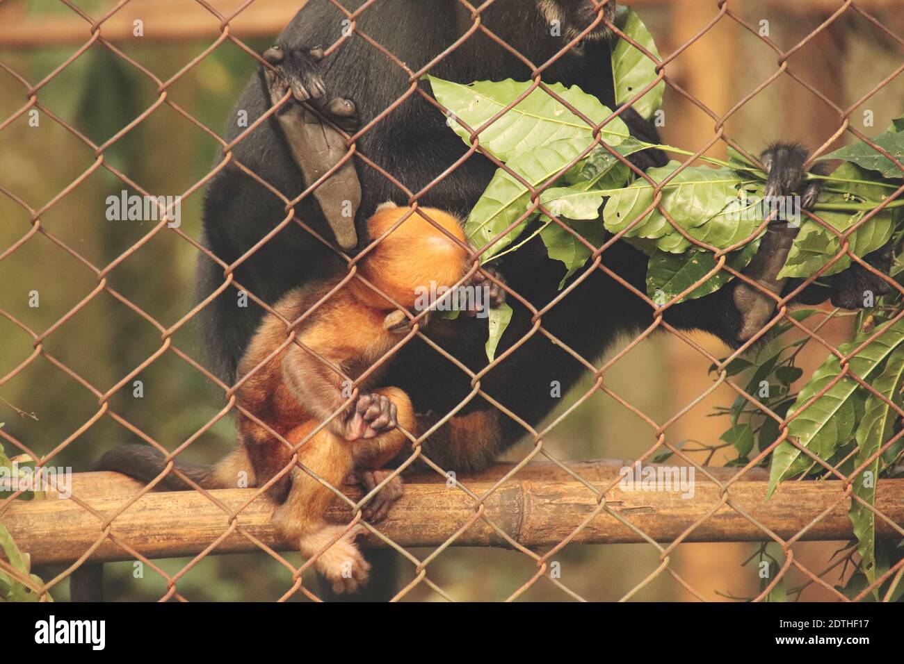 Eine vom Aussterben bedrohte schwarze Crested Gibbon oder Nomascus koncolor Mutter und Baby im Cúc Phương Nationalpark in Ninh Binh, Vietnam Stockfoto