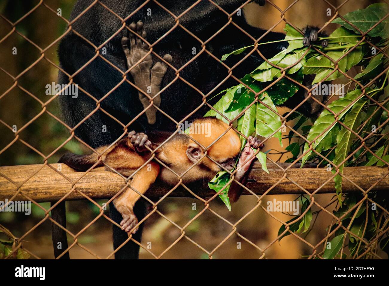 Eine vom Aussterben bedrohte schwarze Crested Gibbon oder Nomascus koncolor Mutter und Baby im Cúc Phương Nationalpark in Ninh Binh, Vietnam Stockfoto