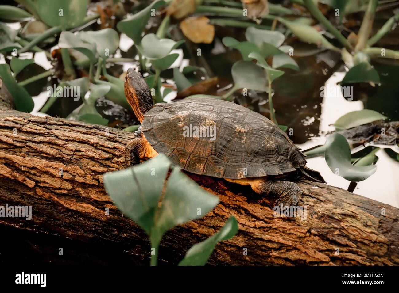 Pan's Box Turtle (Cuora pani) eine vom Aussterben bedrohte Art, die auf einem schwimmenden Baumstamm zwischen den Wasserhyazinthen ruht Stockfoto
