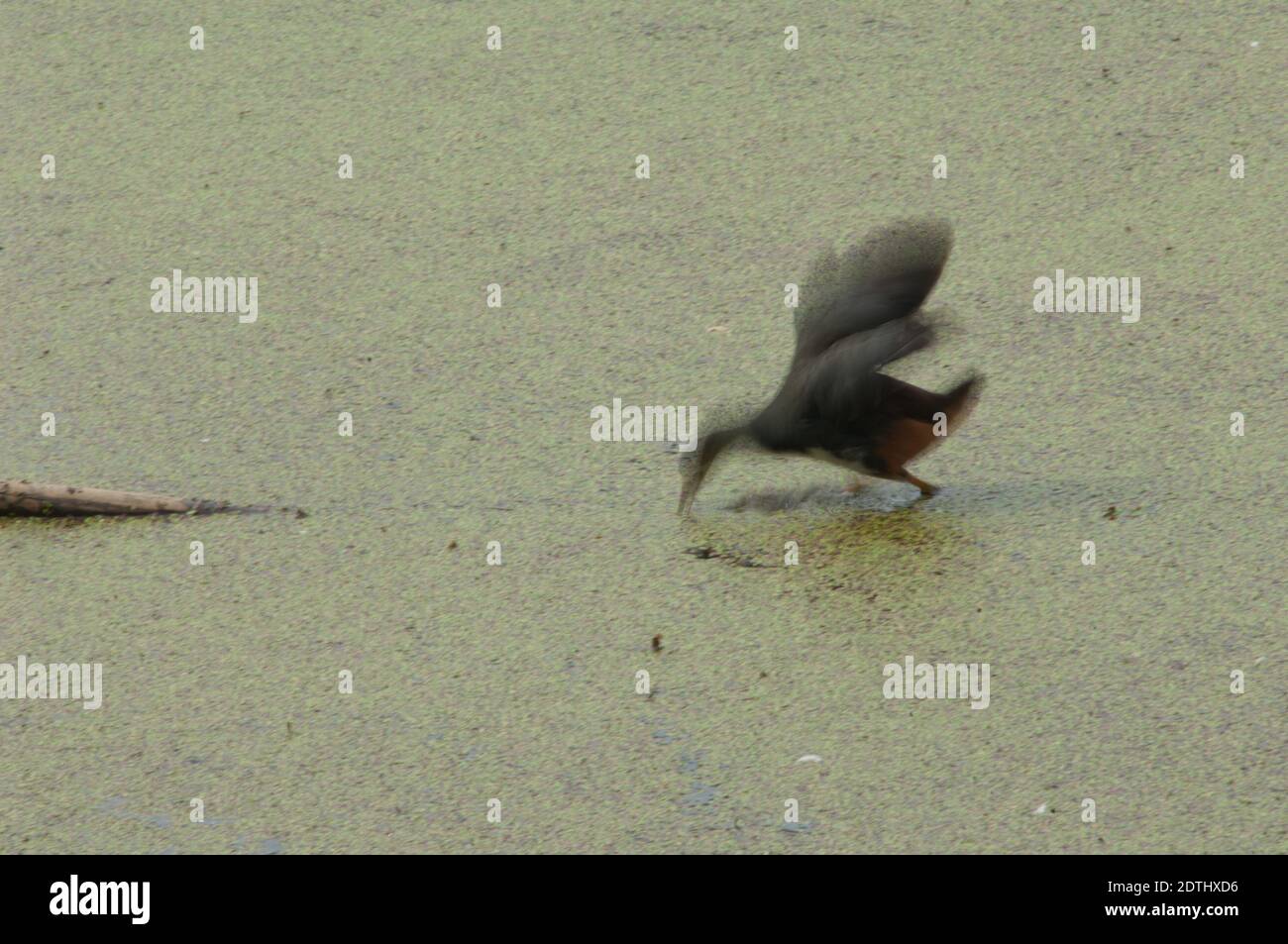 Weißbrusttaucher Amaurornis phoenicurus, der Beute fängt. Bildunschärfe, um Bewegungen zu suggerieren. Keoladeo Ghana. Bharatpur. Rajasthan. Indien. Stockfoto