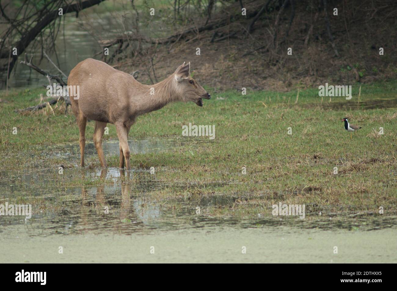 Sambar Hind Rusa einfarbig grasen. Keoladeo Ghana National Park. Bharatpur. Rajasthan. Indien. Stockfoto