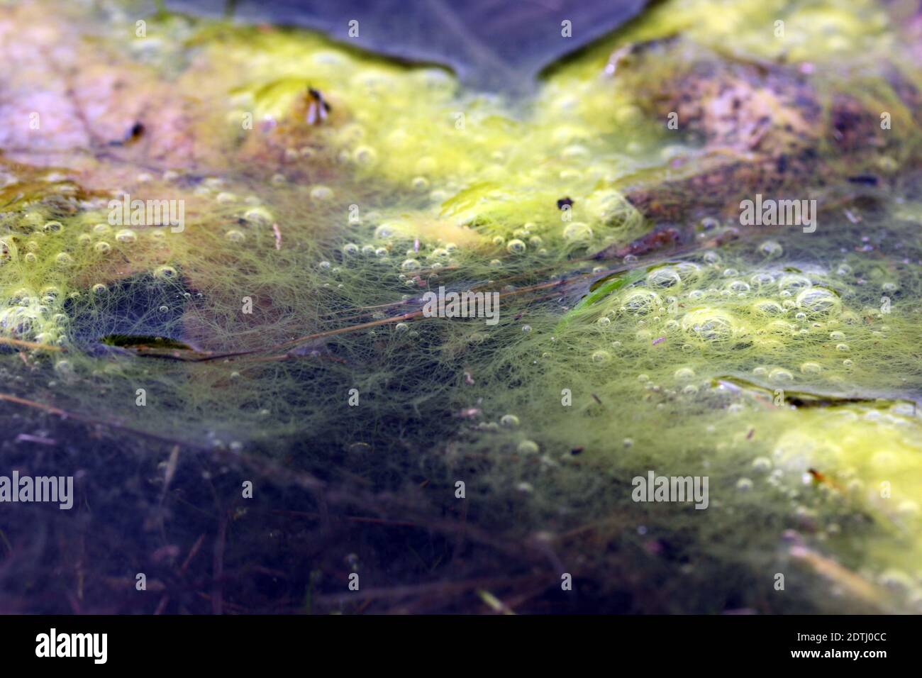 Cyanobakterien biofilm Fotos und Bildmaterial in hoher Auflösung Alamy