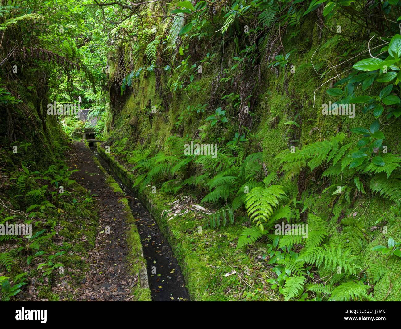 Levada, traditioneller Bewässerungskanal in der Nähe von Cabeco Gordo in dichtem Wald. Faial Island, eine Insel auf den Azoren (Ilhas dos Acores) im Atlantik oc Stockfoto