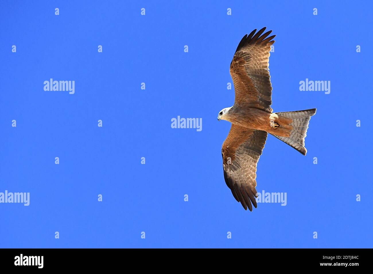 Greifvogel, der auf warmen Lufteinströmungen aufsteigt, fotografiert im Outback des Northern Territory in Zentralaustralien. Stockfoto