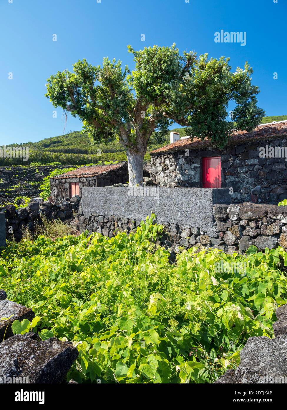 Traditioneller Weinbau in der Nähe von Sao Mateus, traditioneller Weinbau auf Pico ist als UNESCO-Weltkulturerbe. Pico Island, eine Insel auf den Azoren (I Stockfoto