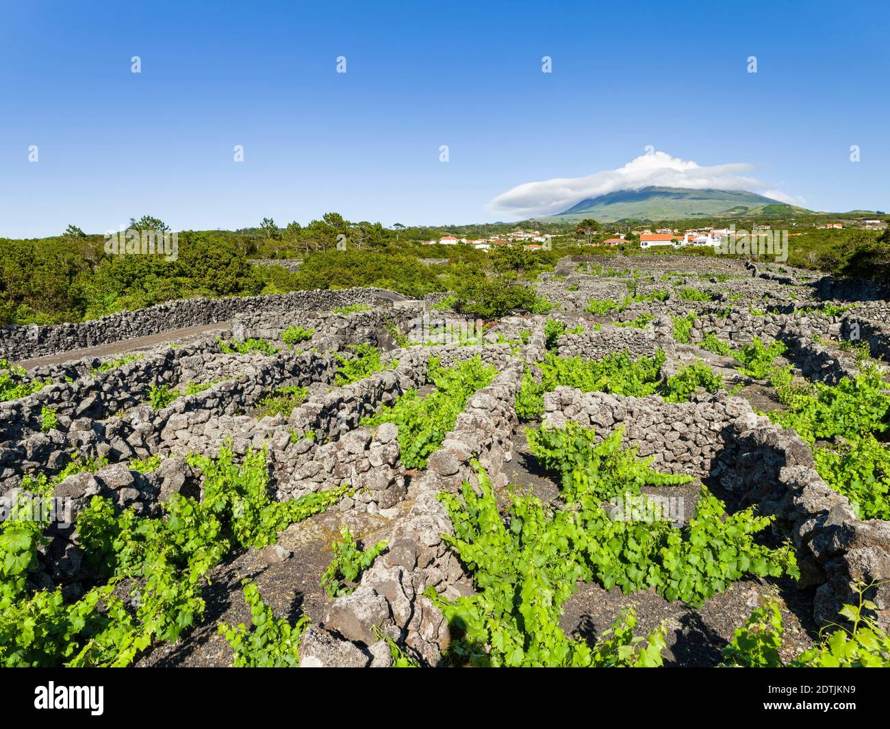 Traditioneller Weinbau in der Nähe von Criacao Velha, traditioneller Weinbau auf Pico ist als UNESCO-Weltkulturerbe. Pico Island, eine Insel auf den Azoren Stockfoto