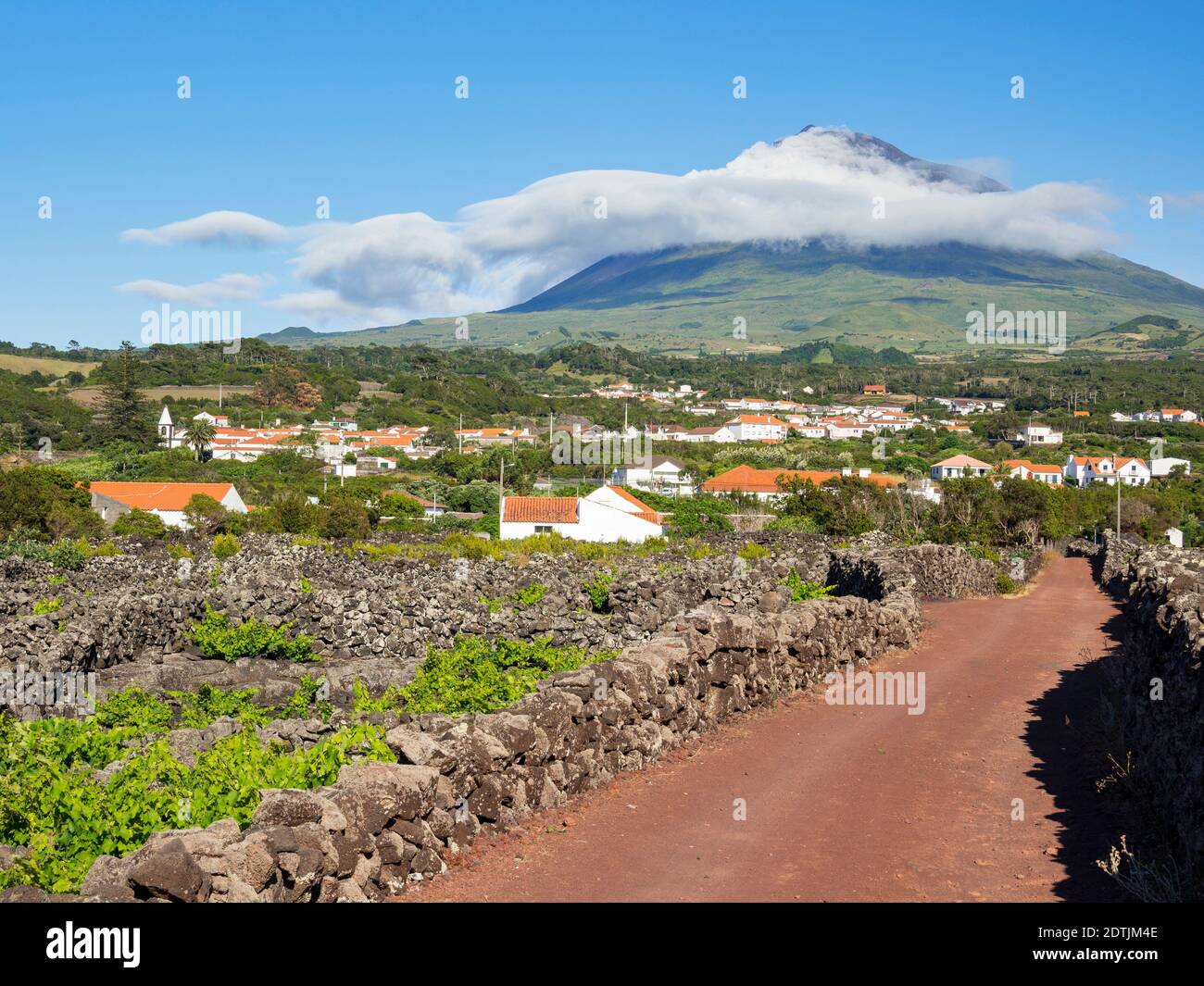 Traditioneller Weinbau in der Nähe von Criacao Velha, traditioneller Weinbau auf Pico ist als UNESCO-Weltkulturerbe. Pico Island, eine Insel auf den Azoren Stockfoto