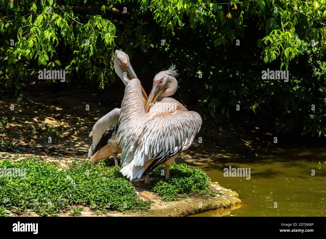 Weiße Pelikane, die das Gefieder reinigen wollen. Lyon, Frankreich, Europa Stockfoto