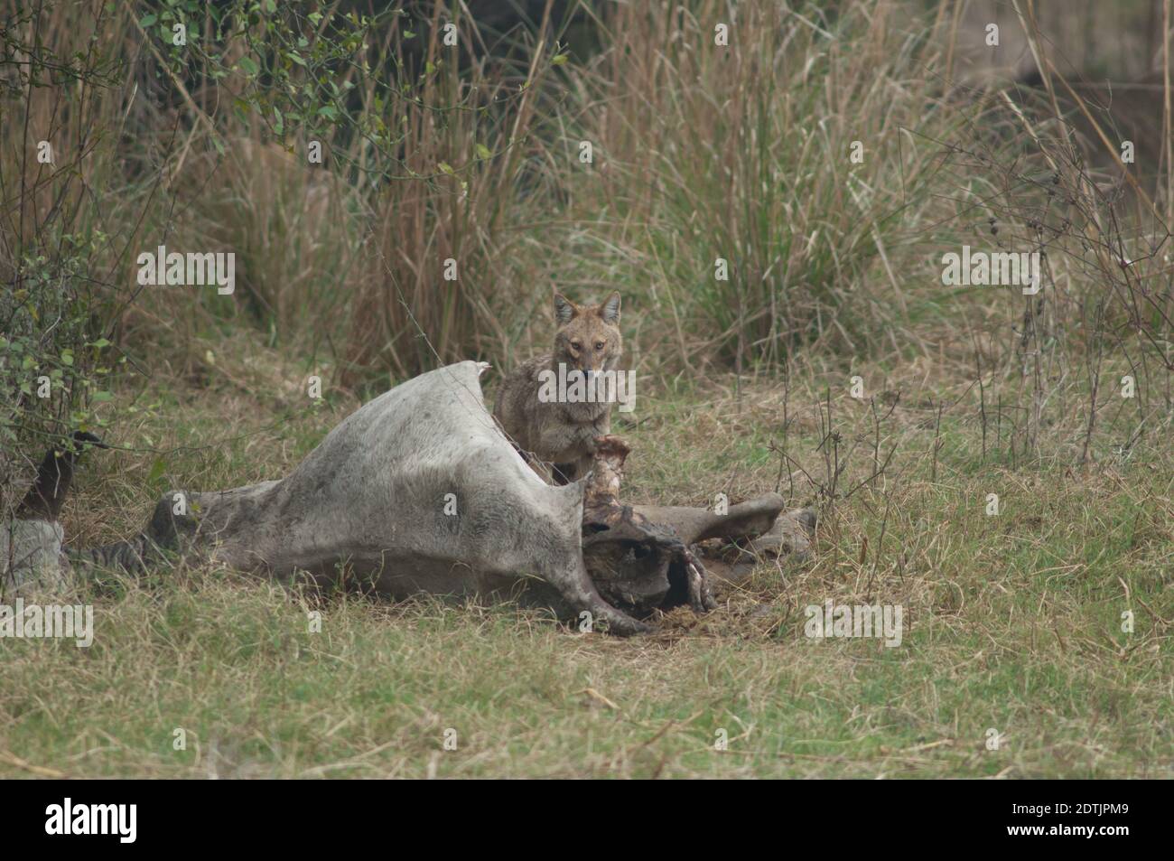 Goldschakal Canis aureus indicus Fütterung eines toten Zebu. Keoladeo Ghana National Park. Bharatpur. Rajasthan. Indien. Stockfoto