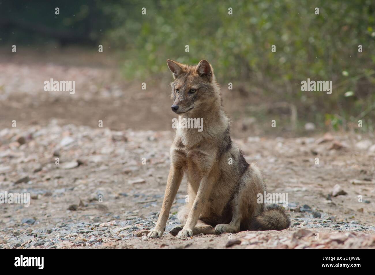 Der goldene Schakal Canis aureus indicus sitzt auf dem Boden. Keoladeo Ghana National Park. Bharatpur. Rajasthan. Indien. Stockfoto