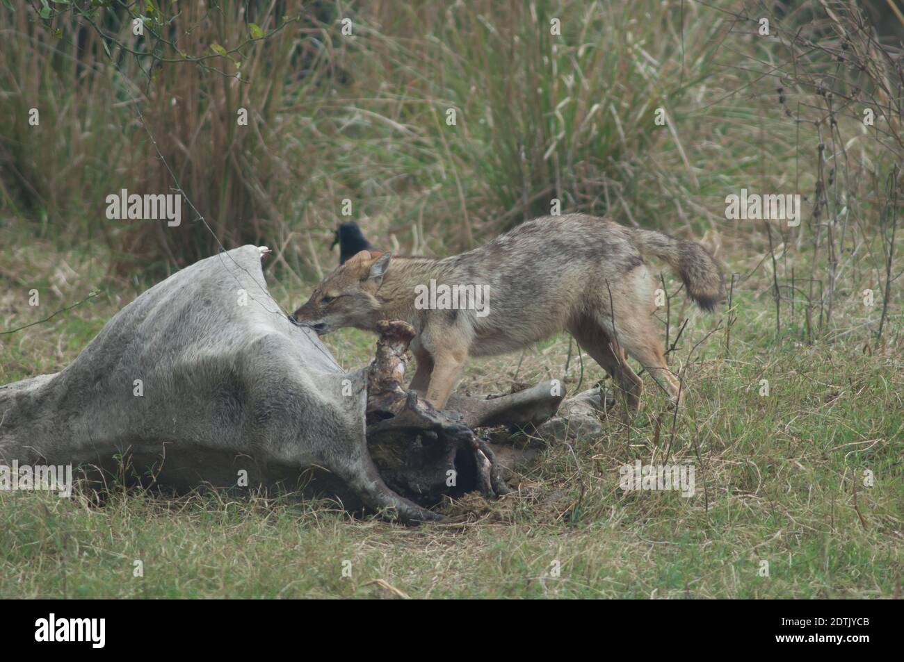 Der goldene Schakal Canis aureus indicus isst einen toten Zebu. Keoladeo Ghana National Park. Bharatpur. Rajasthan. Indien. Stockfoto