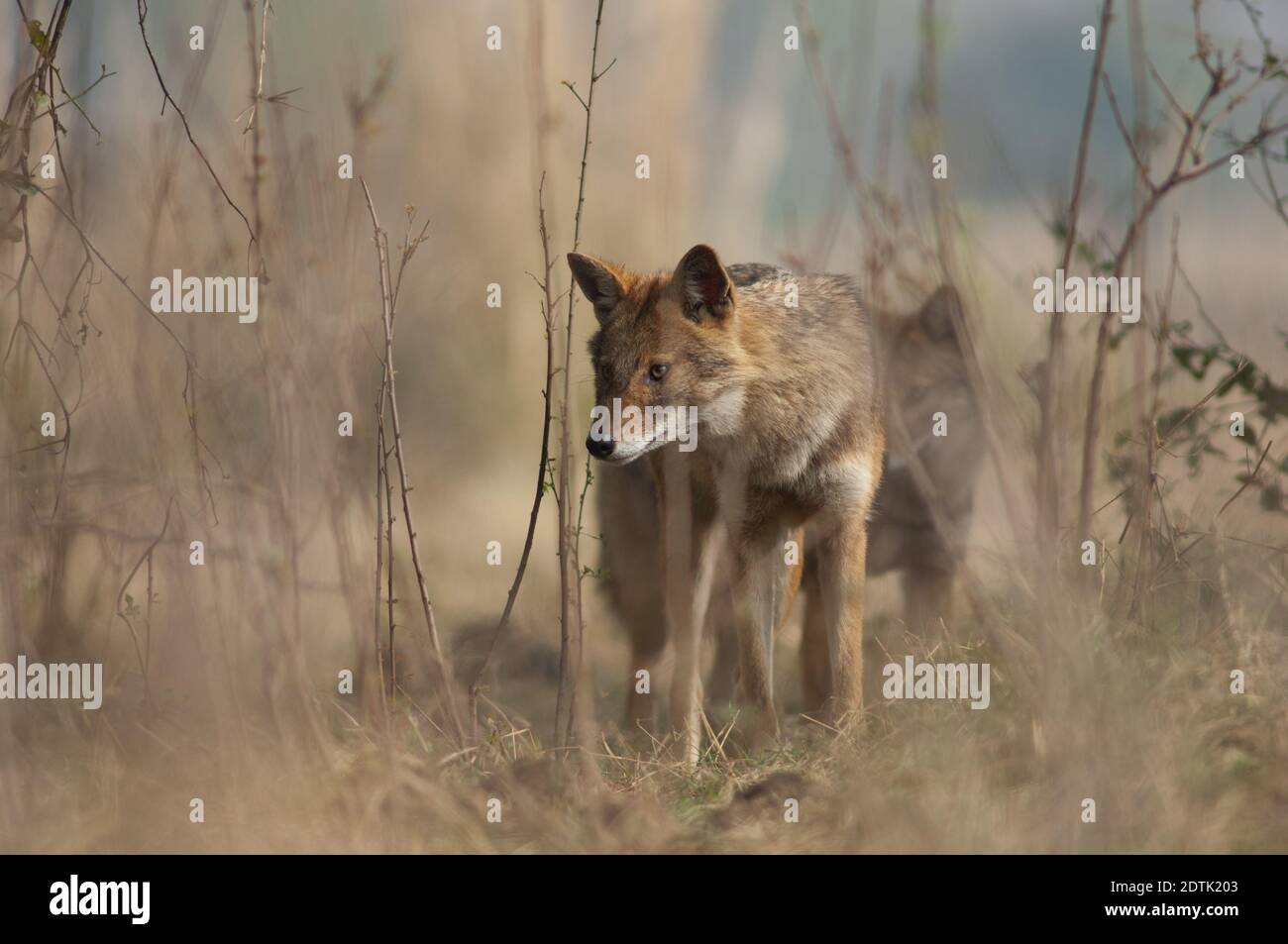 Goldene Schakale Canis aureus indicus. Keoladeo Ghana National Park. Bharatpur. Rajasthan. Indien. Stockfoto