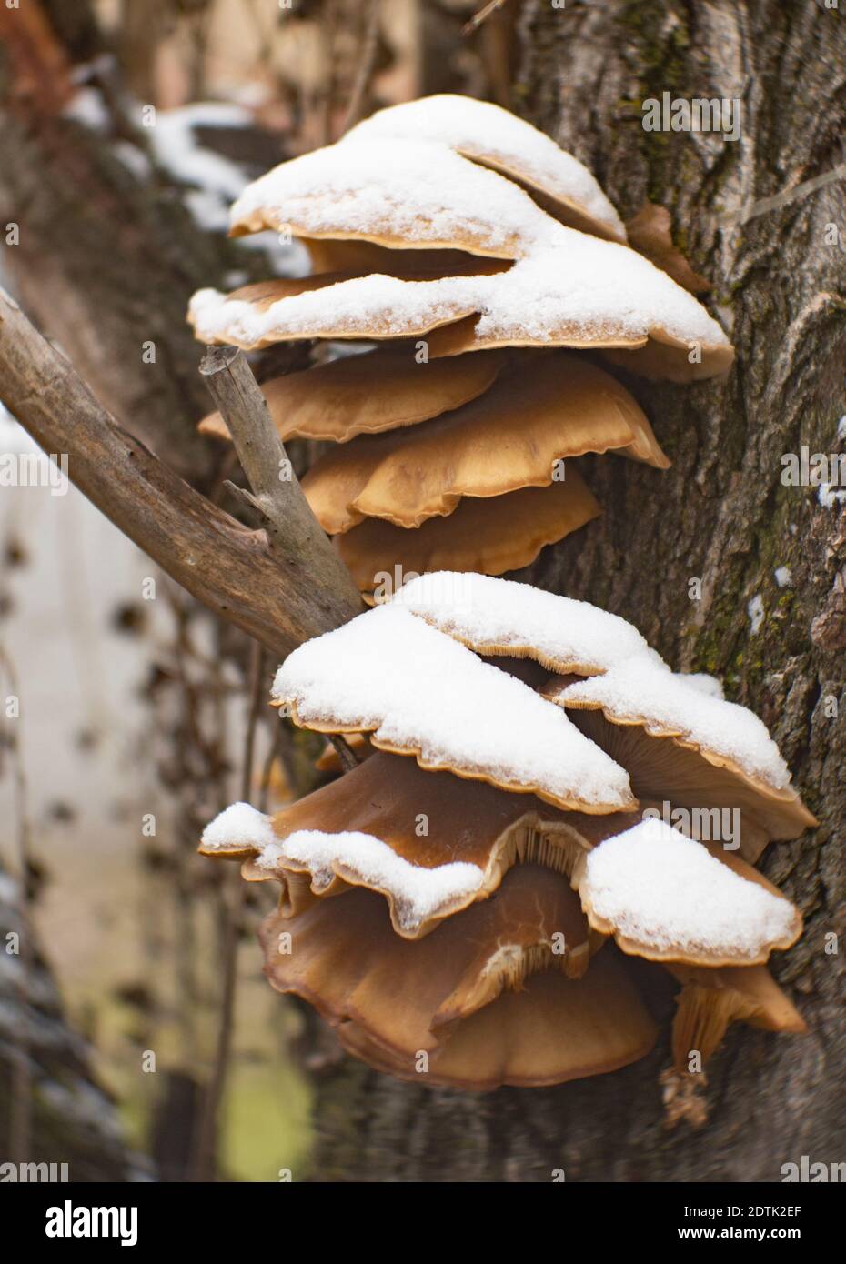Schneebedeckte Austernpilze, Pleurotus ostreatus, wächst auf einer lebenden lombardischen Pappel, Populus nigra Italica, in Troy, Montana Pleurotus ostreatus Stockfoto