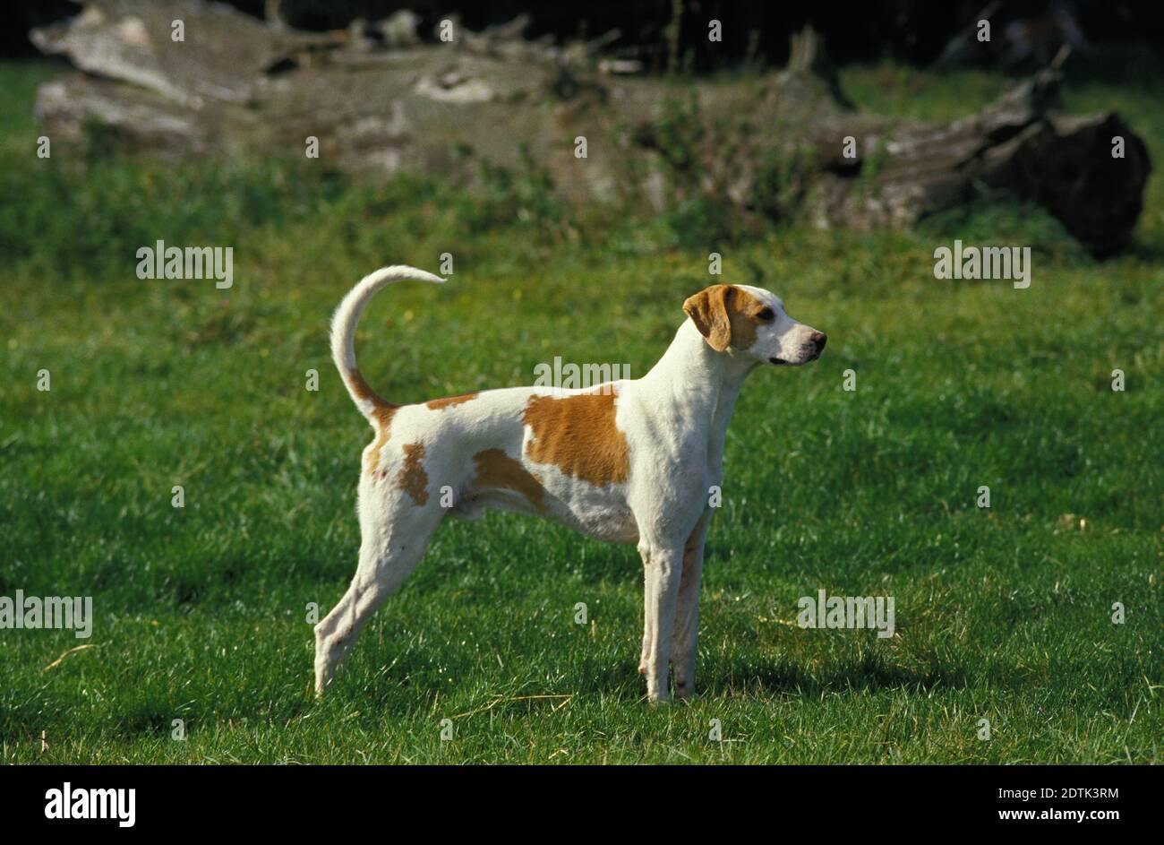 Großer anglo-französischen weiß und Orange-Hund, Hund stehend auf dem Rasen Stockfoto