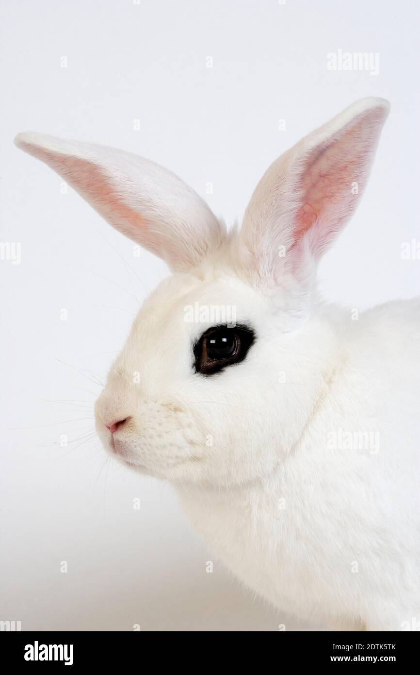 Hotot inländische Kaninchen züchten aus der Normandie Stockfoto