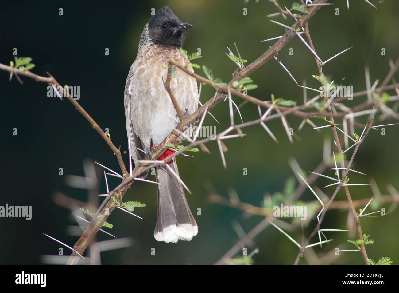 Rot-belüftete bulbul Pycnonotus cafer auf einem Vachellia nilotica thront. Keoladeo Ghana National Park. Bharatpur. Rajasthan. Indien. Stockfoto