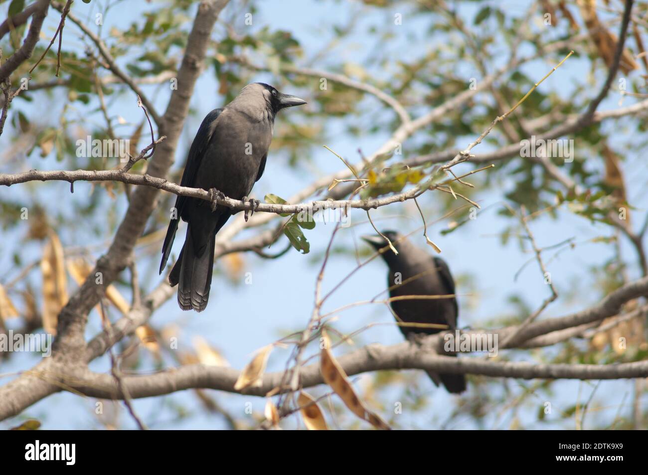 Haus Krähen Corvus splendens auf einem Baum. Keoladeo Ghana National Park. Bharatpur. Rajasthan. Indien. Stockfoto