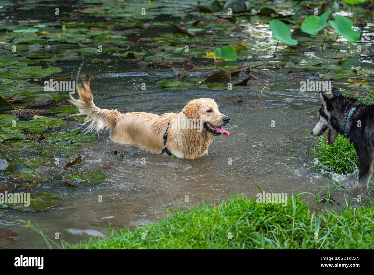 Husky Fight Stockfotos Und Bilder Kaufen Alamy