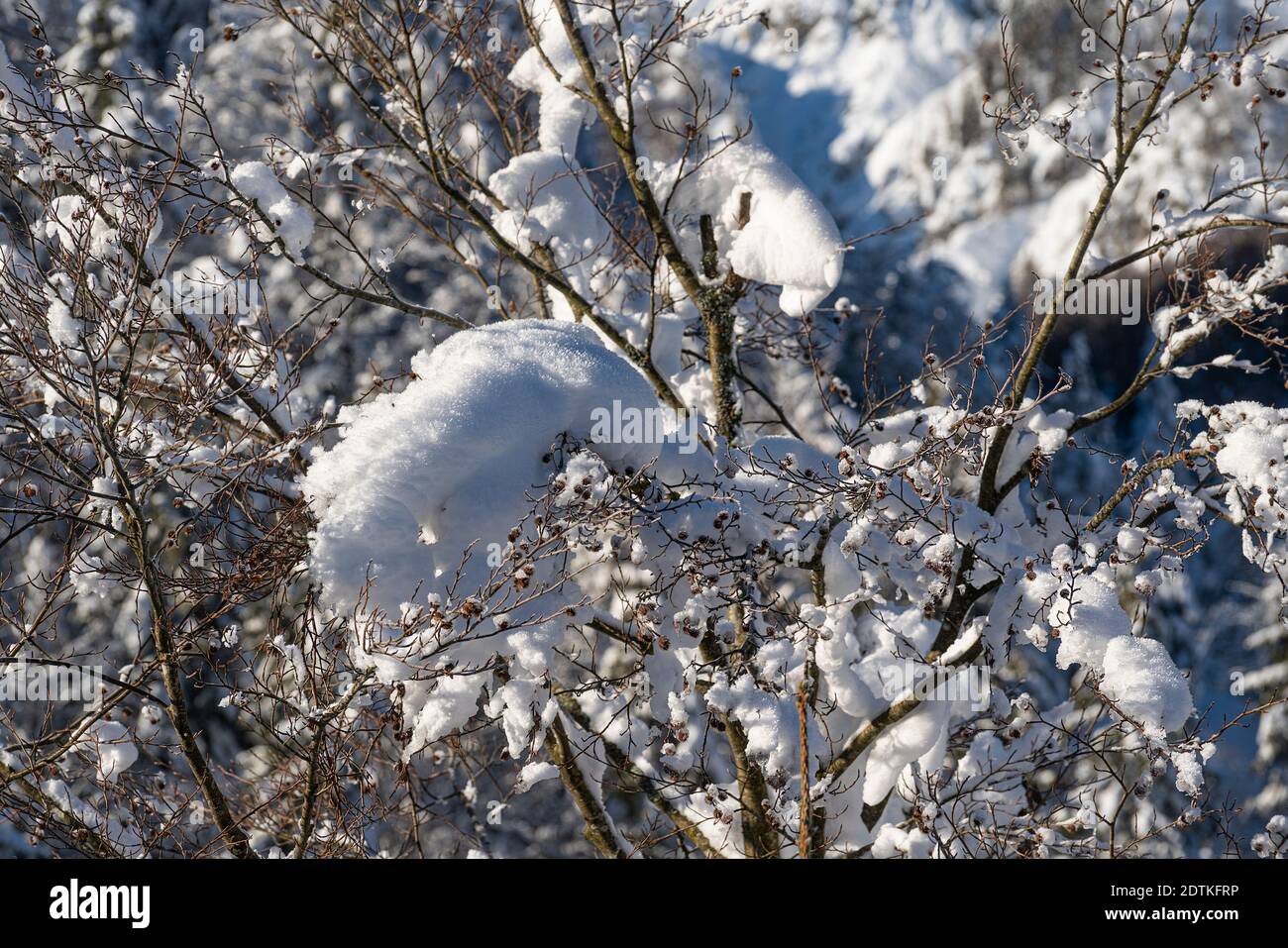 Schneebedeckte Bäume im Wald im Winter Stockfoto