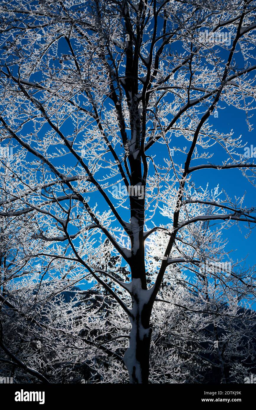 Die Äste von schneebedeckten Bäumen beleuchteten gegen das Licht Stockfoto
