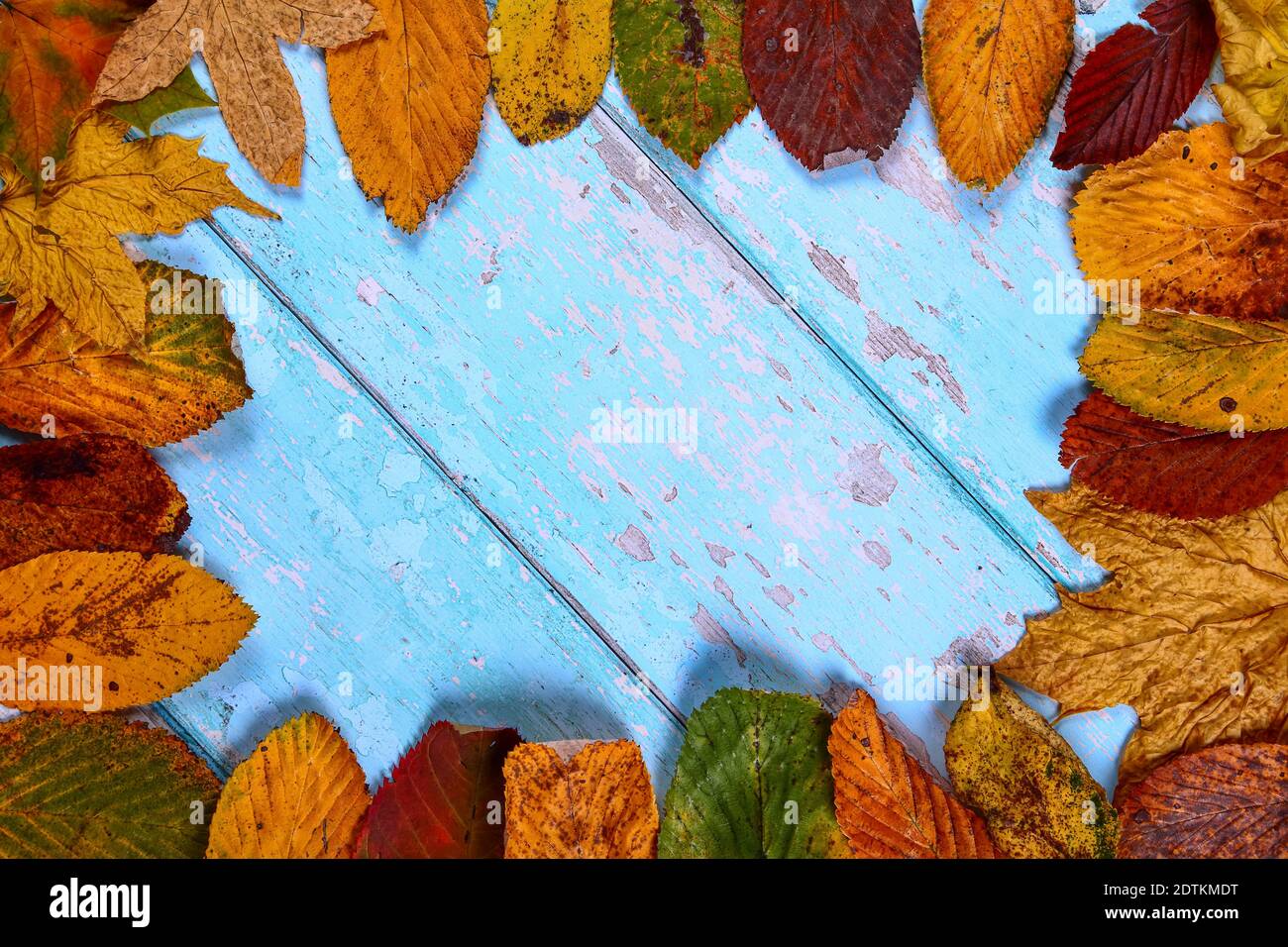 Herbst goldene Baumblätter auf einem rustikalen blauen Holzhintergrund Erstellen eines Rahmens mit Platz zum Kopieren Stockfoto