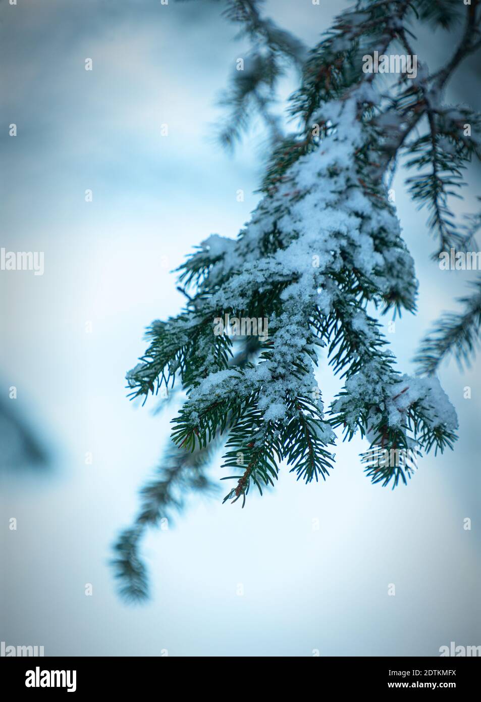 Detail einer Kiefer Zweige mit Schnee bedeckt Stockfoto