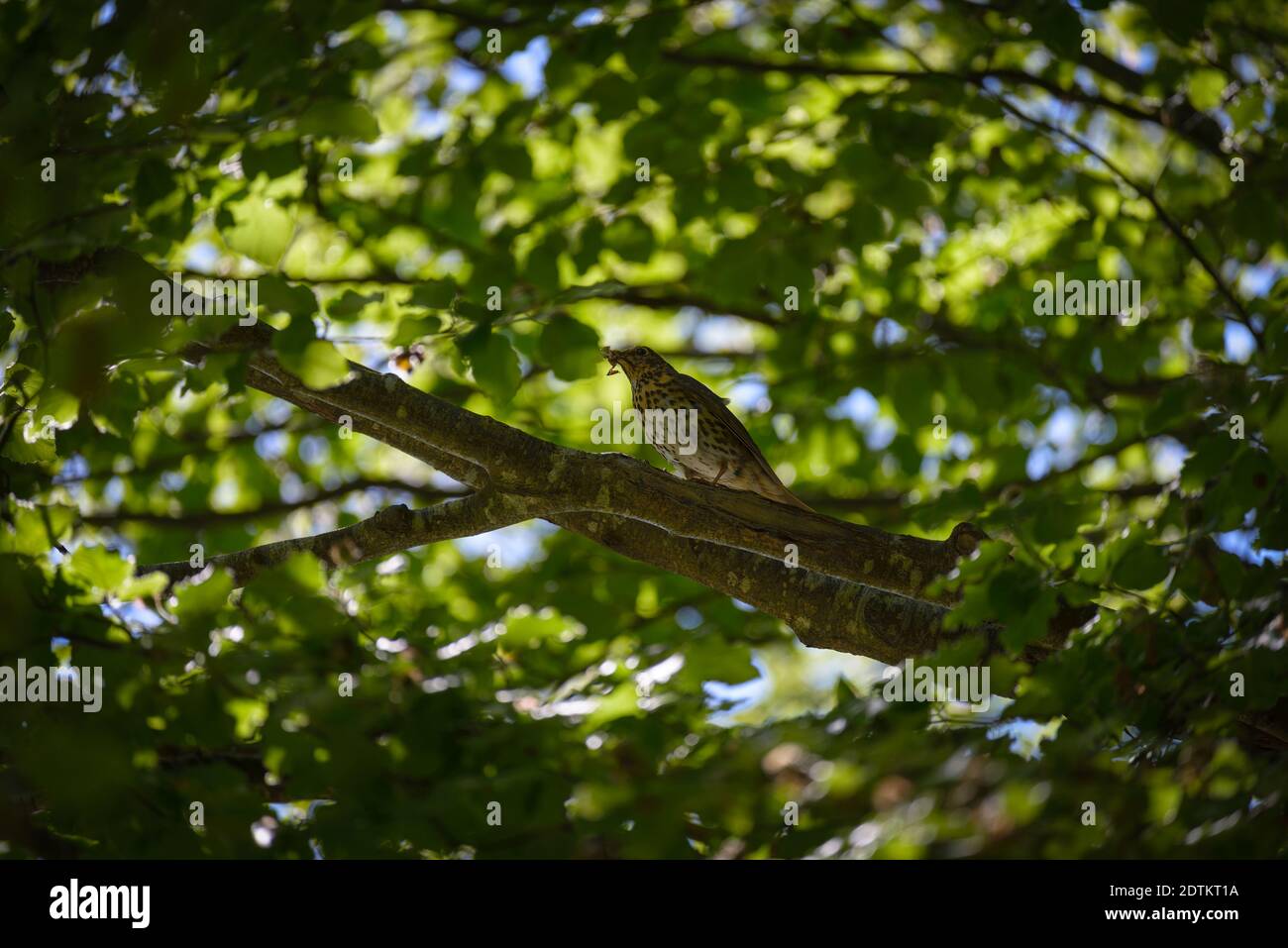 Der Vogel auf dem Baumzweig im irischen Wald Stockfoto